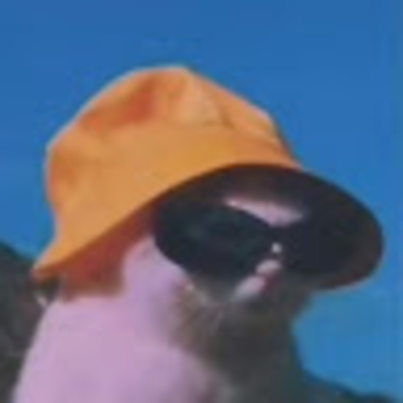 Meet your Posher, Iris - Picture 1 of 1